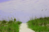 Filename=beach_path_1.jpg
Filesize=86KB
Dimensions=800x533
Date added=Aug 13, 2006 beach_path_1.jpg