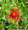 flower_1.jpg