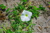 Filename=flower_2.jpg
Filesize=184KB
Dimensions=800x533
Date added=Aug 13, 2006 flower_2.jpg