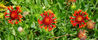 Filename=flower_3.jpg
Filesize=96KB
Dimensions=800x326
Date added=Aug 13, 2006 flower_3.jpg