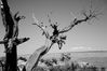 tree_branch_bw1.jpg