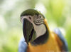 parrot_03.jpg