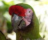 parrot_04.jpg
