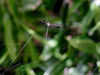 Filename=spider.jpg
Filesize=86KB
Dimensions=800x603
Date added=Aug 13, 2006 spider.jpg