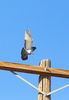 Filename=p_pigeon_1.JPG
Filesize=442KB
Dimensions=552x800
Date added=May 03, 2008 p_pigeon_1.JPG